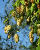 Humulus lupulus. Верхушки побегов с соплодиями. Смоленская обл., Смоленский р-н, окр. дер. Жарь. 30.09.2010.