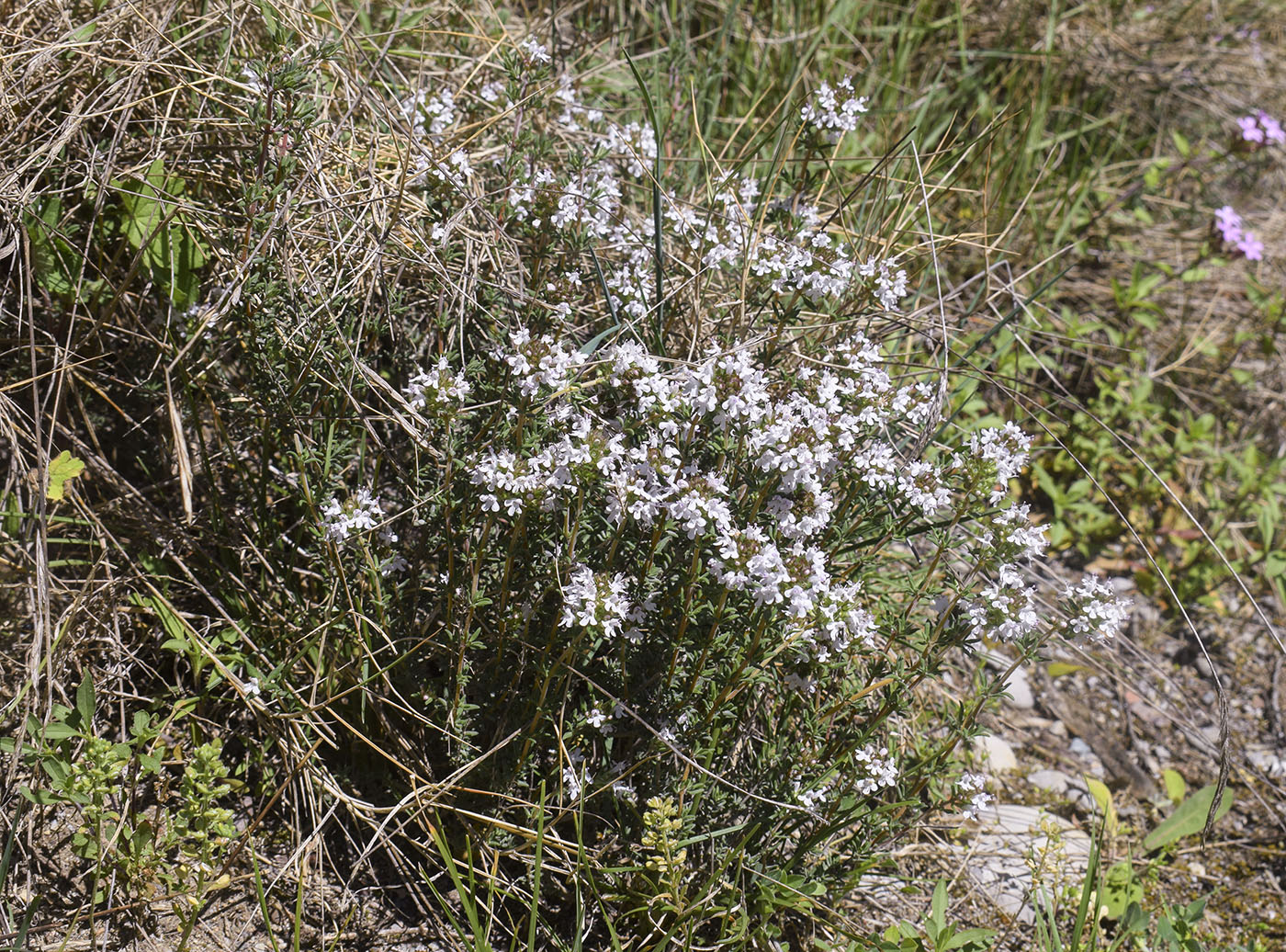 Image of Thymus vulgaris specimen.