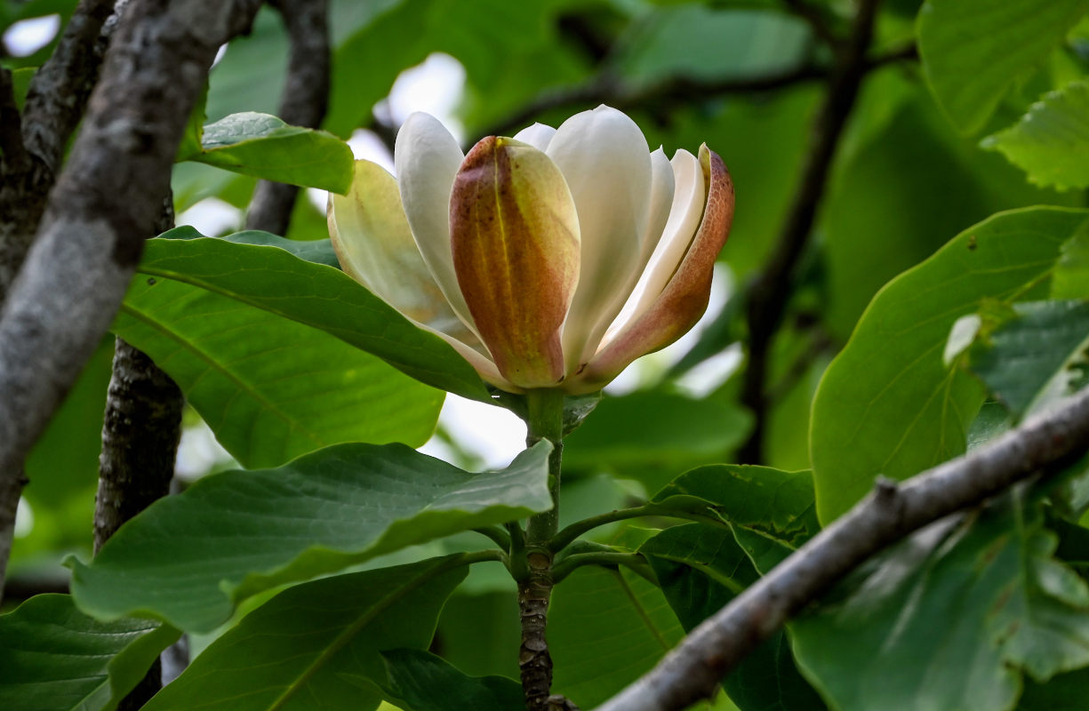 Изображение особи Magnolia officinalis.
