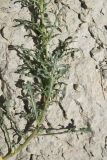 Reseda lutea. Часть побега. Турция, ил Агры, г. Догубаязит, скала, возвышающаяся на северо-востоке от дворца Исхак-паши, юго-западный склон, выс. 1820 м н.у.м, на скале. 20 мая 2025 г.