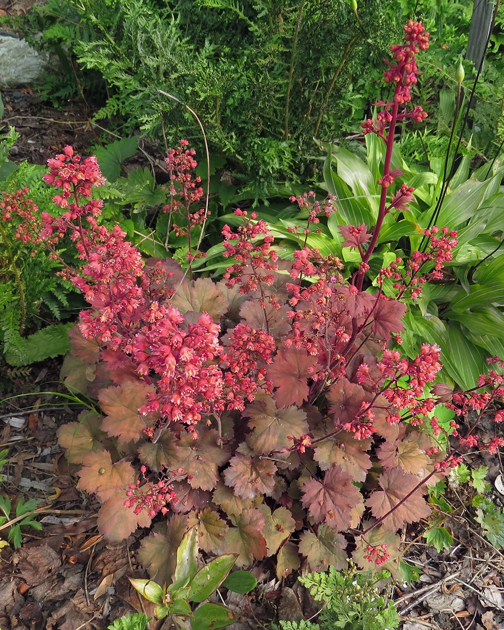 Image of Heuchera &times; hybrida specimen.