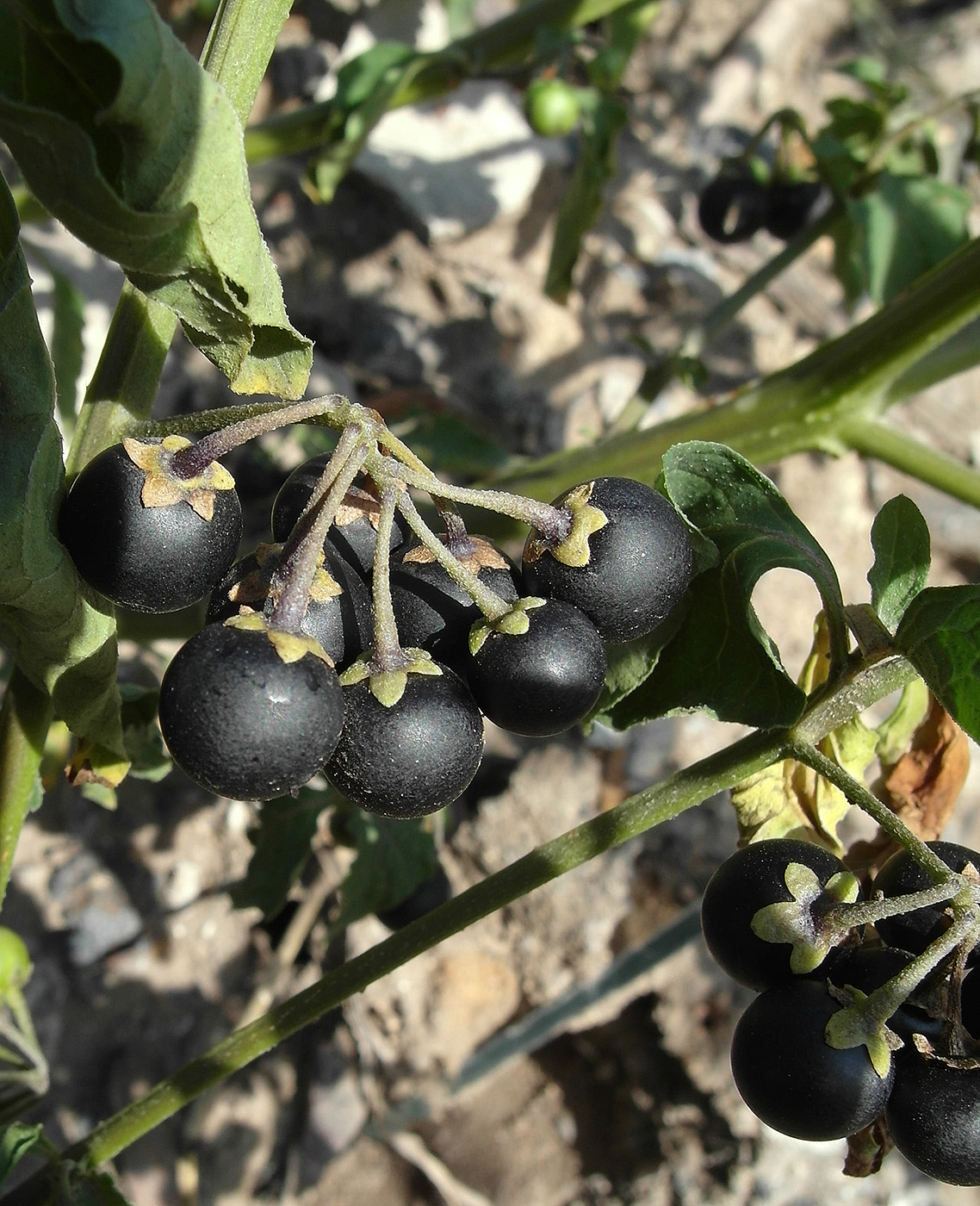 Изображение особи Solanum nigrum.