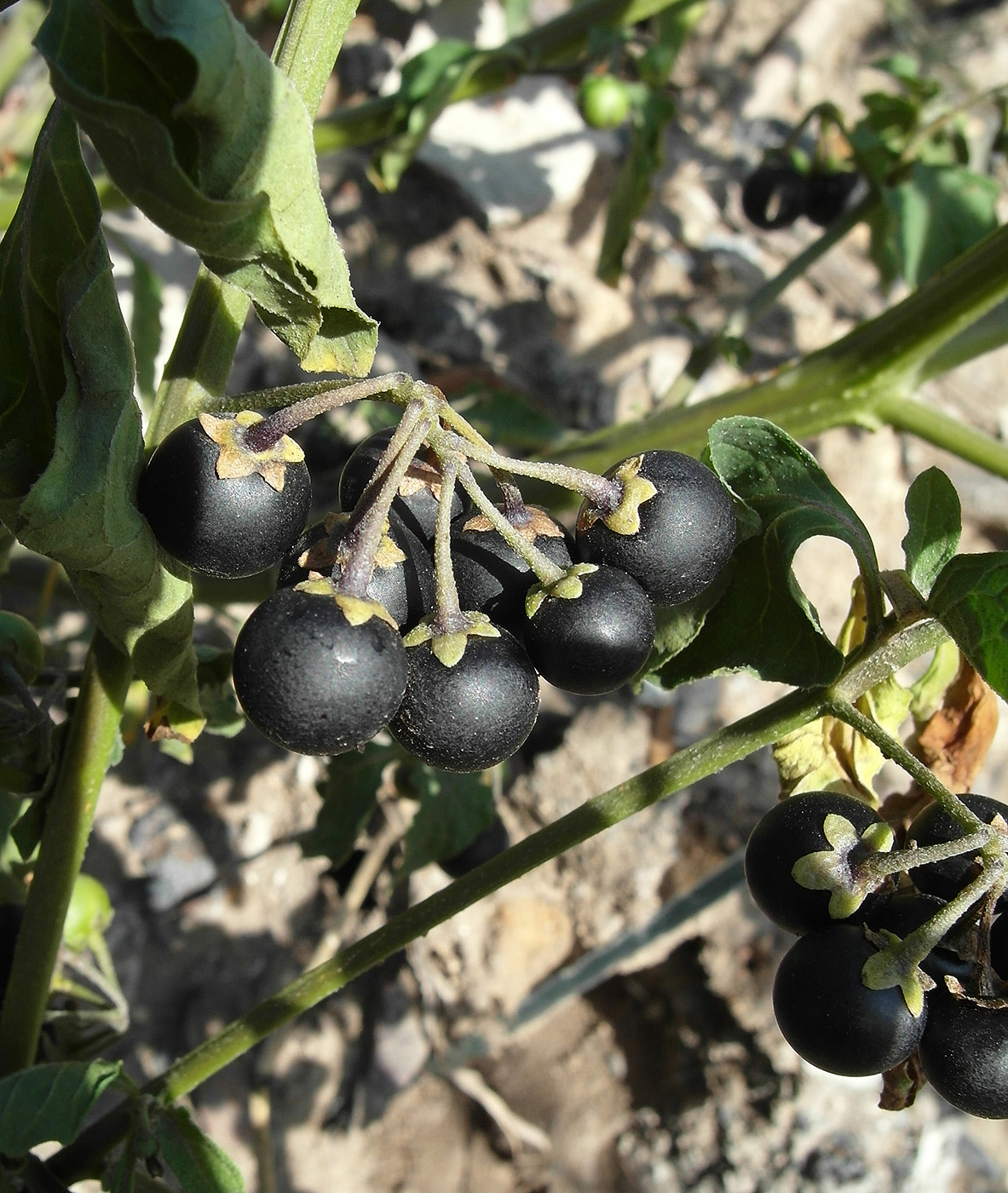Image of Solanum nigrum specimen.