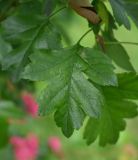 Crataegus × media. Лист. Псков, парк р. Псковы, декоративные насаждения. 09.06.2025.