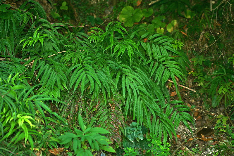 Изображение особи Pteris cretica.