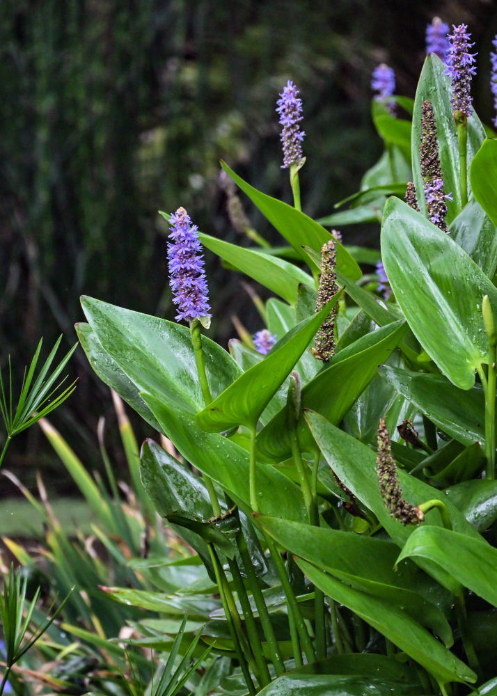 Изображение особи Pontederia cordata.