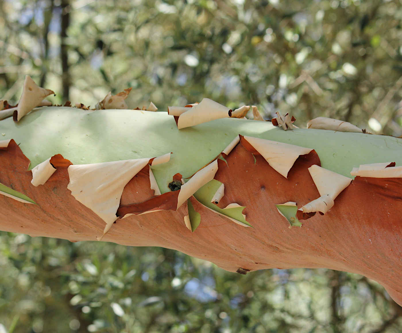 Изображение особи Arbutus andrachne.