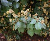 Изображение особи. Автор - Григорий Токарев