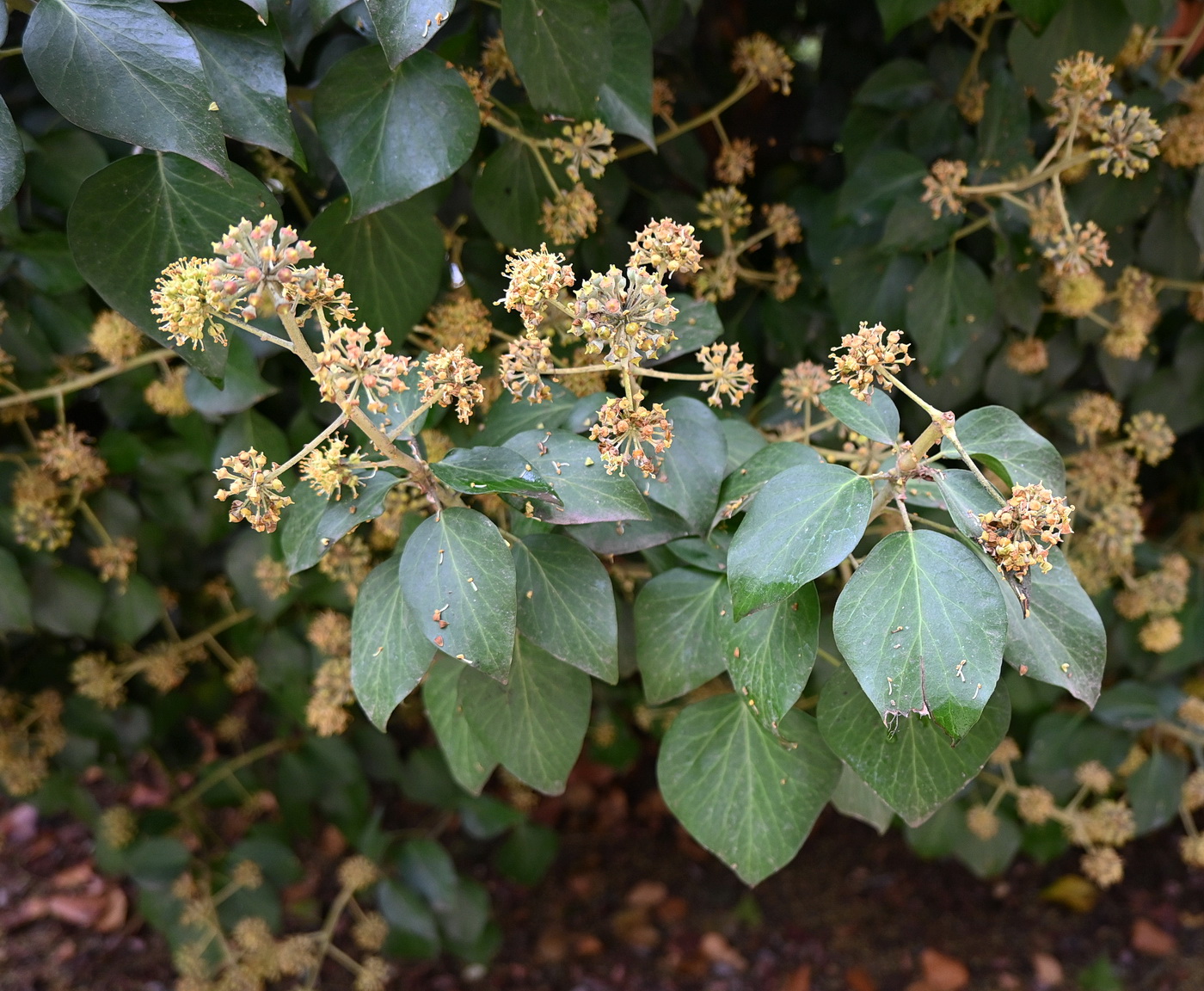 Изображение особи Hedera colchica.