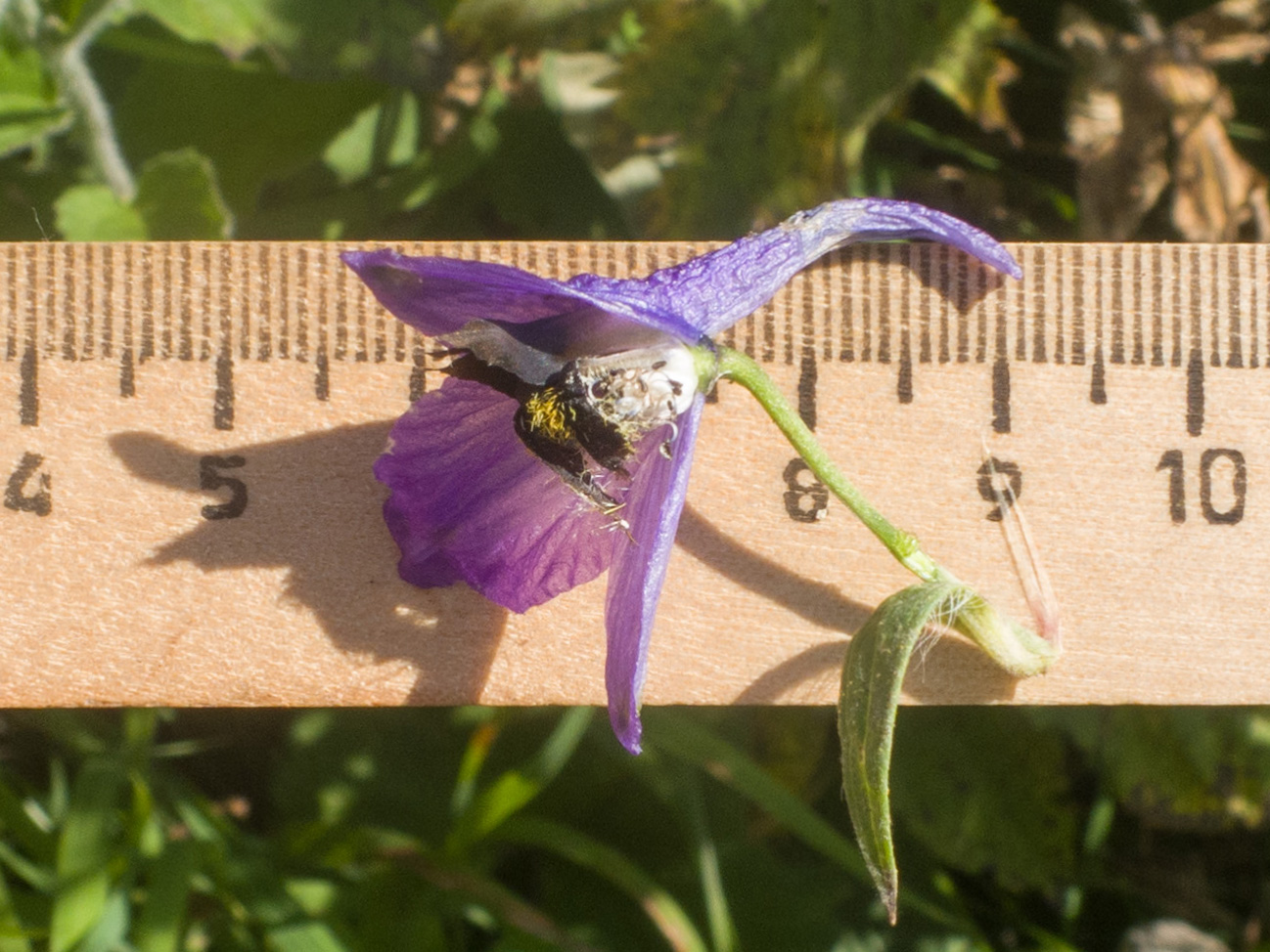 Изображение особи Delphinium bracteosum.