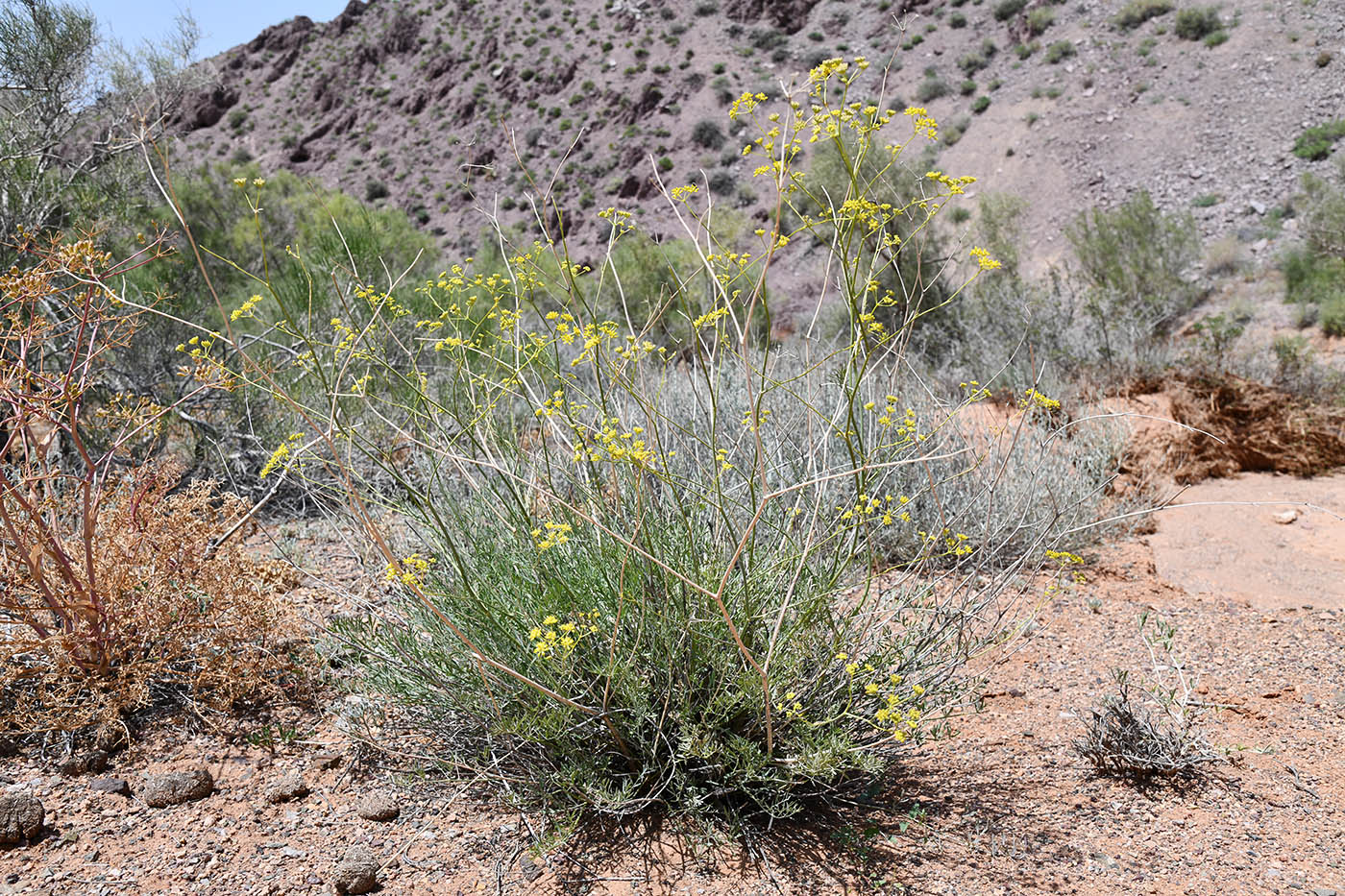 Изображение особи Seseli sessiliflorum.