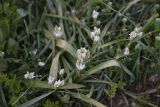 View full-size image genus Ornithogalum