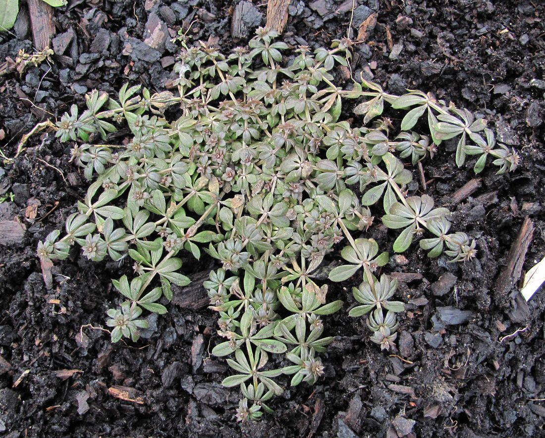 Изображение особи Galium spurium.