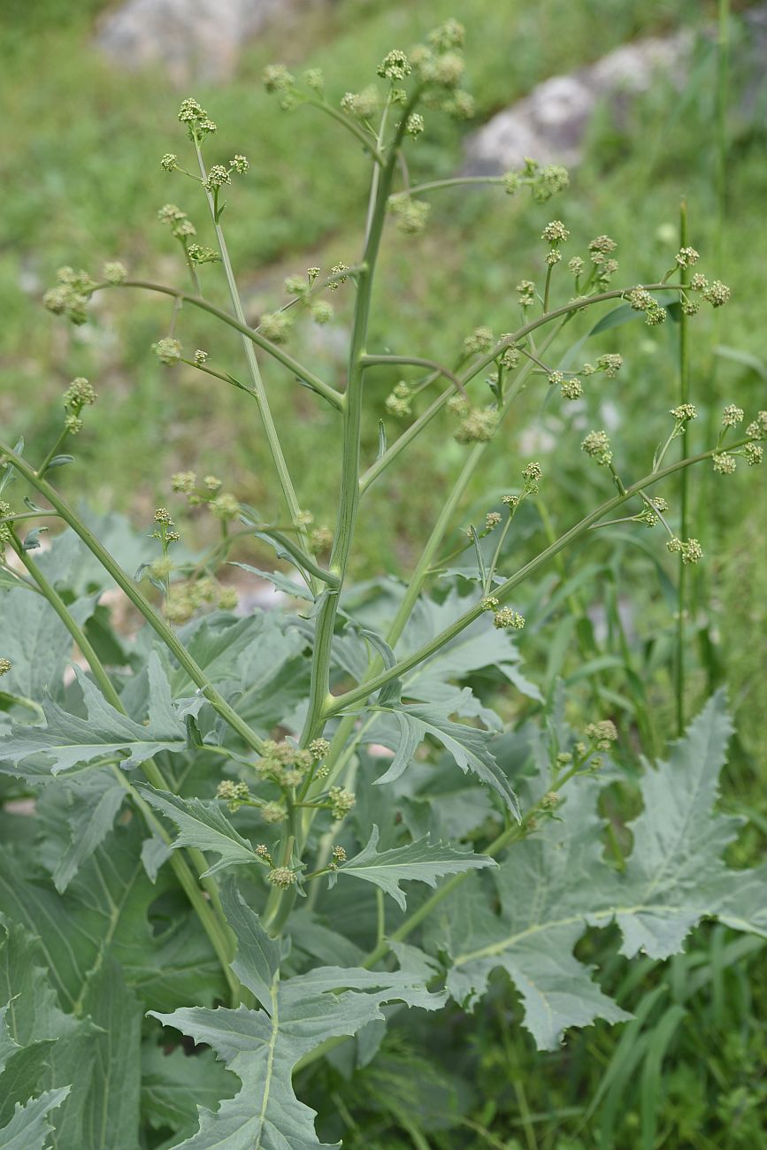Изображение особи Crambe orientalis.