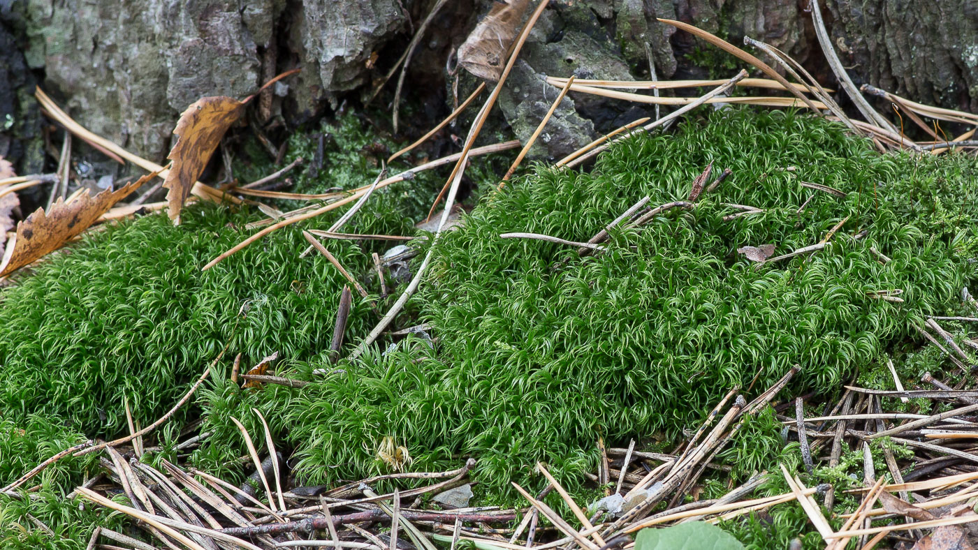 Image of Dicranum scoparium specimen.