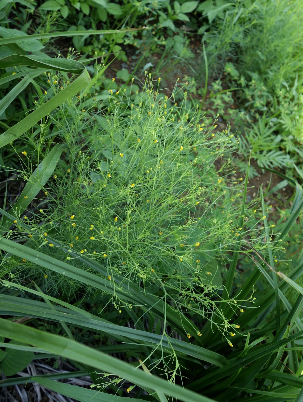 Image of Schkuhria pinnata specimen.