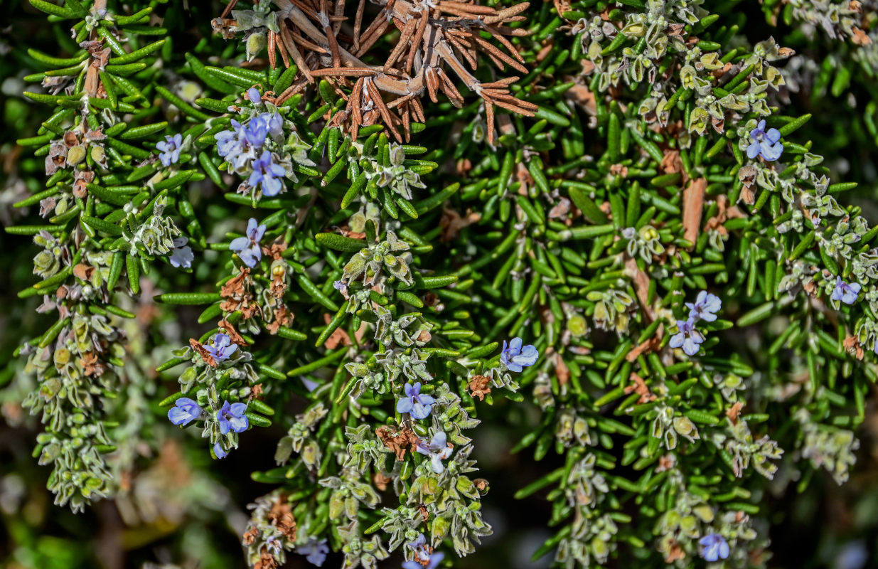 Изображение особи Rosmarinus officinalis.