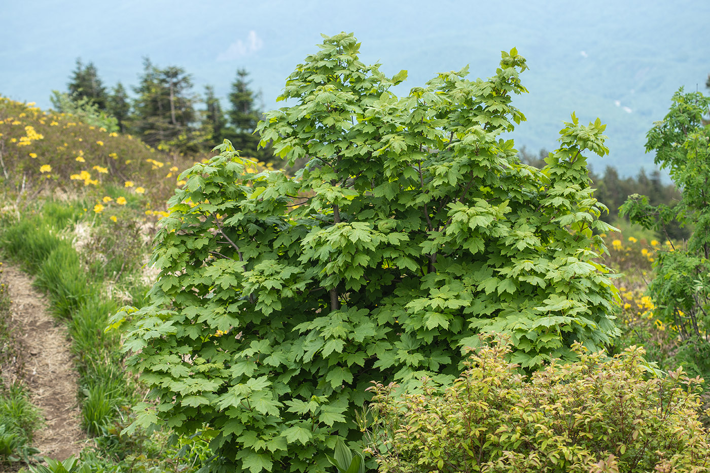 Image of Acer pseudoplatanus specimen.