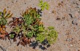 Crithmum maritimum. Верхушка побега с распускающимися соцветиями и завязавшимися соплодиями. Португалия, округ Лейрия, пос. Назаре, окраина песчаного пляжа. 07.08.2025.