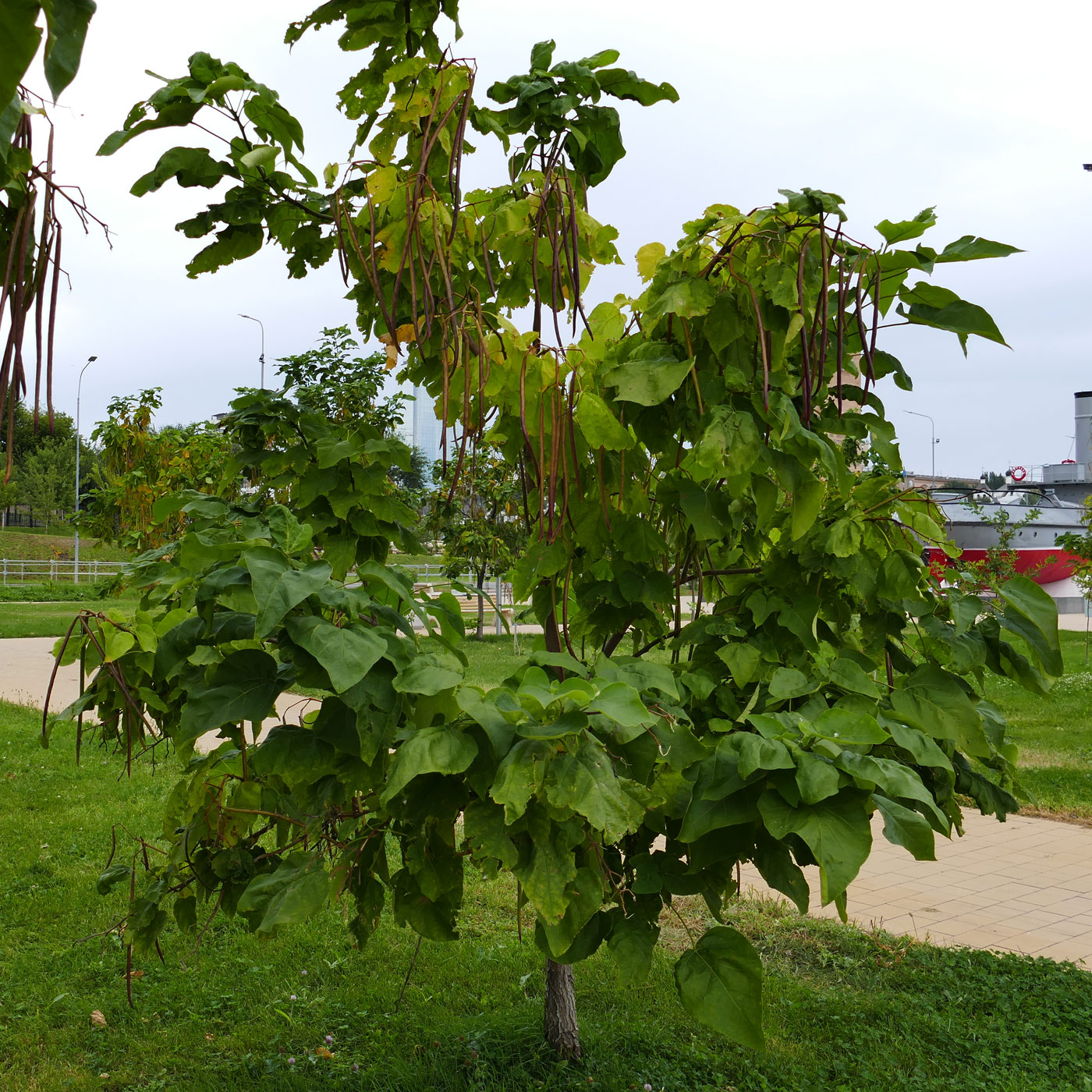 Image of Catalpa bignonioides specimen.