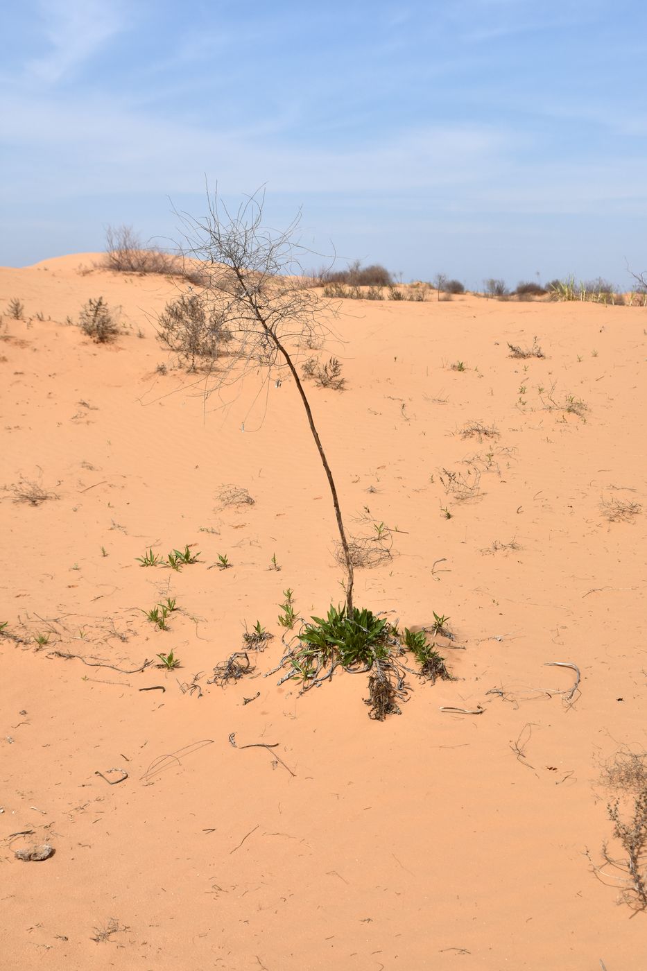 Image of Isatis sabulosa specimen.