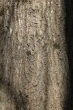 Populus tremula. Корка в нижней части ствола взрослого дерева. Санкт-Петербург, Дудергофские высоты, склон северной экспозиции к Театральной долине, лиственный лес. 21.04.2026.