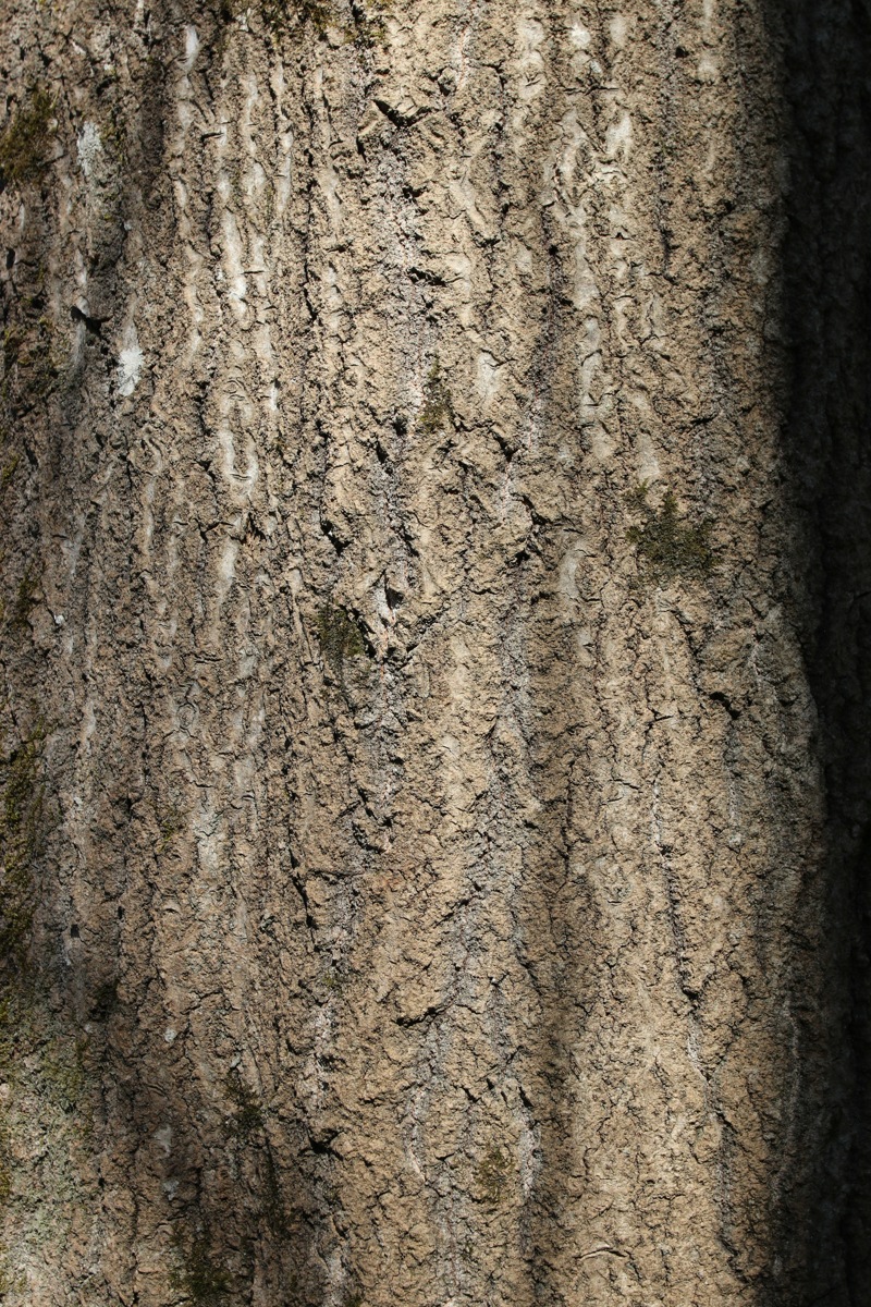 Image of Populus tremula specimen.