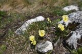 Viola oreades. Цветущие растения. Адыгея, Кавказский биосферный запов., плато Лагонаки, хр. Каменное Море, западная сторона горы Нагай-Кош. 7 мая 2025 г.