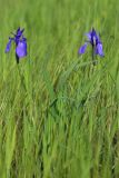 Iris laevigata. Цветущее растение. Приморский край, Ханкайский р-н, окр. с. Новониколаевка, оз. Ханка, памятник природы \"Мыс Девичьи Пески\", на сыром лугу. 27.05.2026.