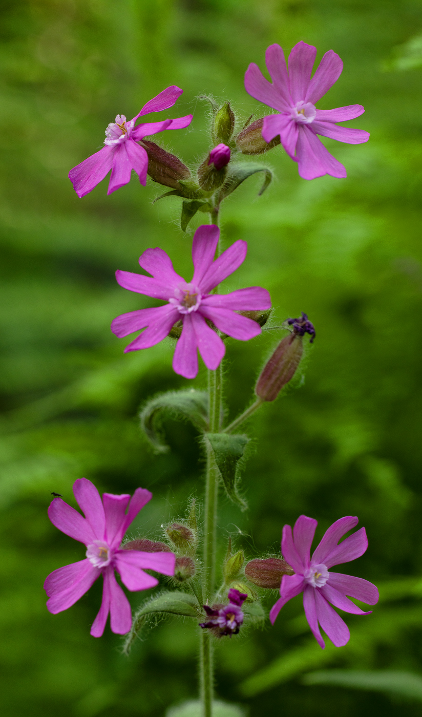 Изображение особи Melandrium dioicum.