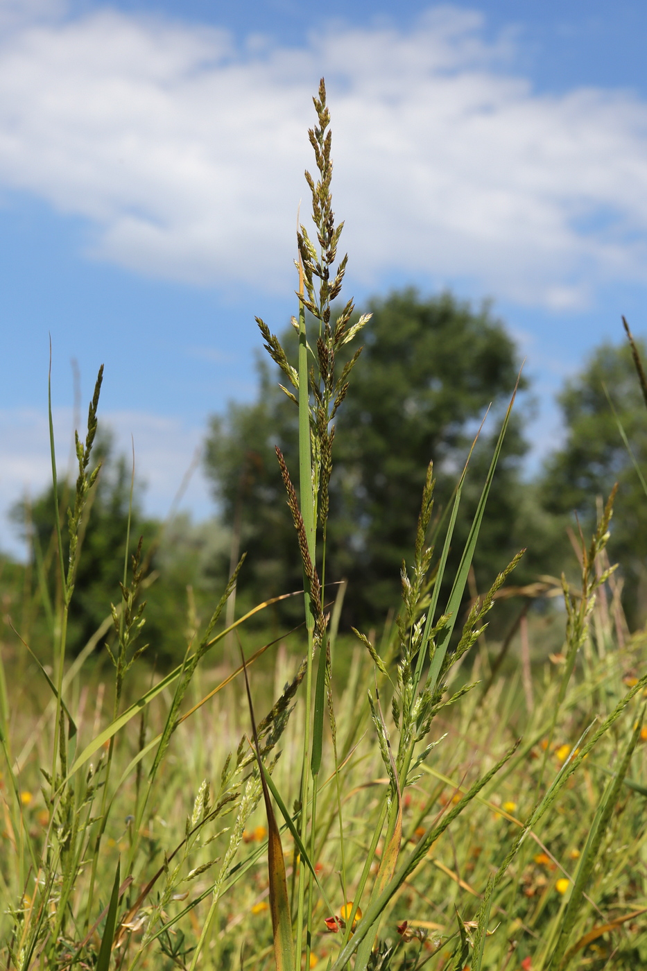 Изображение особи Polypogon viridis.