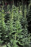Digitalis ciliata. Цветущие растения. Белгородская обл., пос. Ракитное, ул. Сосновая, 2, в культуре. 21 июня 2026 г.
