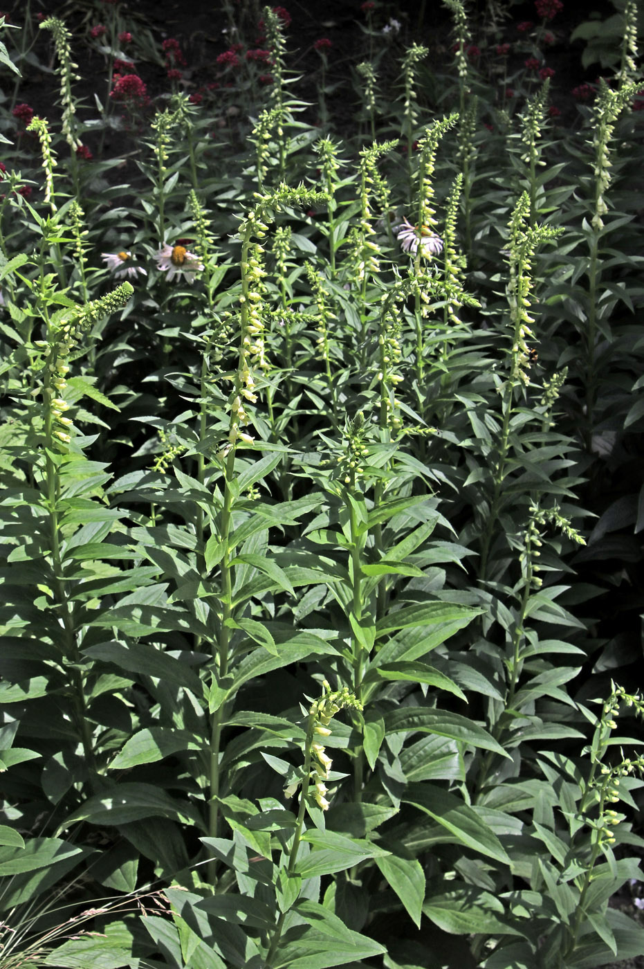 Изображение особи Digitalis ciliata.