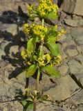 unknown species. Соцветие. Грузия, край Самцхе-Джавахети, Ахалцихский муниципалитет, левый борт р. Цинубанисцкали, 1,5 км выше по течению от горячего источника Цинубани. 9 июня 2026 г.