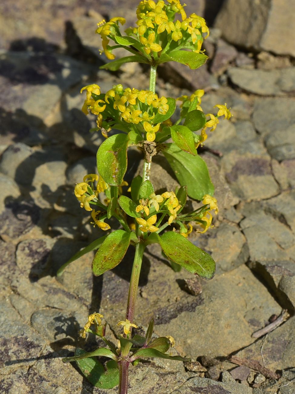 Image of genus Cruciata specimen.
