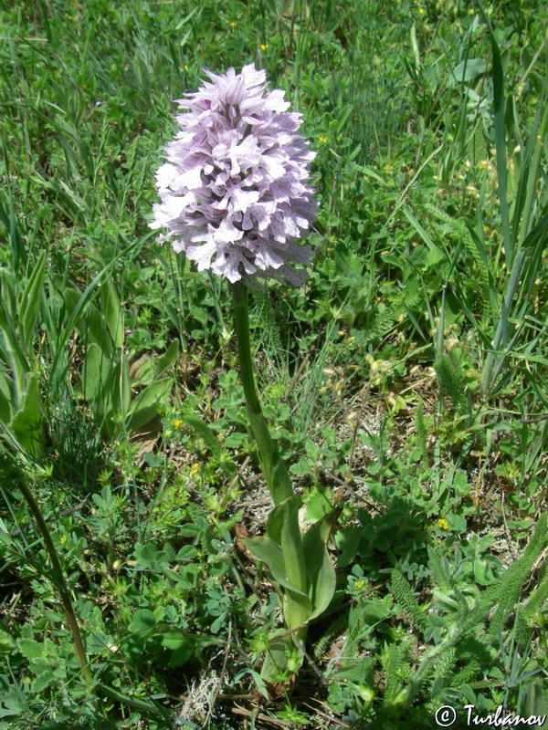 Image of Neotinea tridentata specimen.