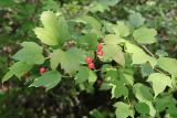 Viburnum opulus