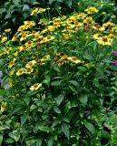 Helenium autumnale. Верхушка цветущего растения. Московская обл., г. Железнодорожный, в культуре. 21.08.2026.