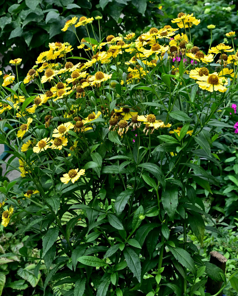 Image of Helenium autumnale specimen.