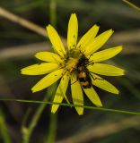 Image of taxon representative. Author is Мария Жукова