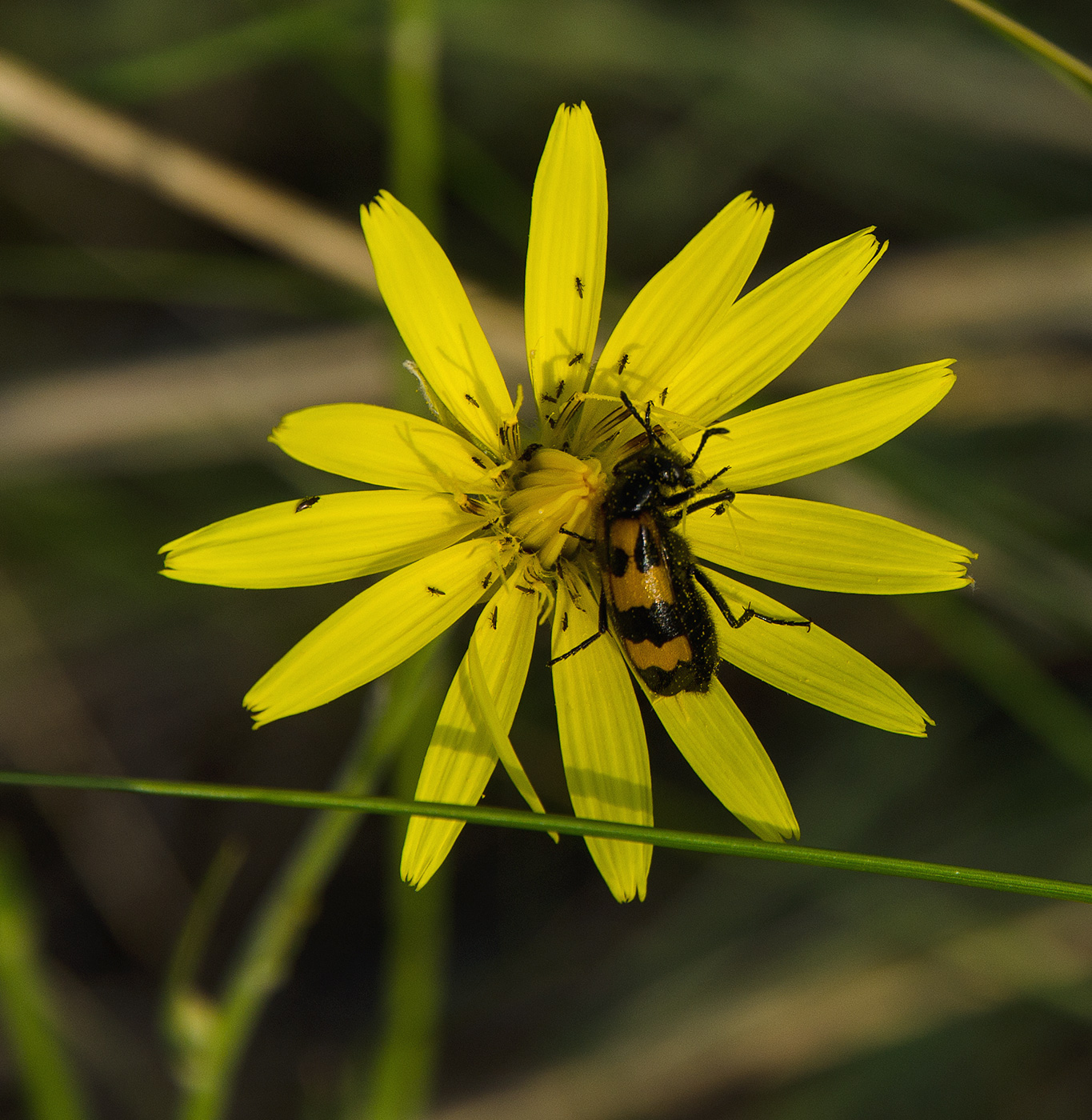 Image of Scorzonera stricta specimen.