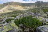 Cardamine seidlitziana. Цветущие растения. Карачаево-Черкесия, Карачаевский р-н, ущ. ручья Тырменлыкол, 2950 м н.у.м., каменистый берег ручья. 08.08.2026.