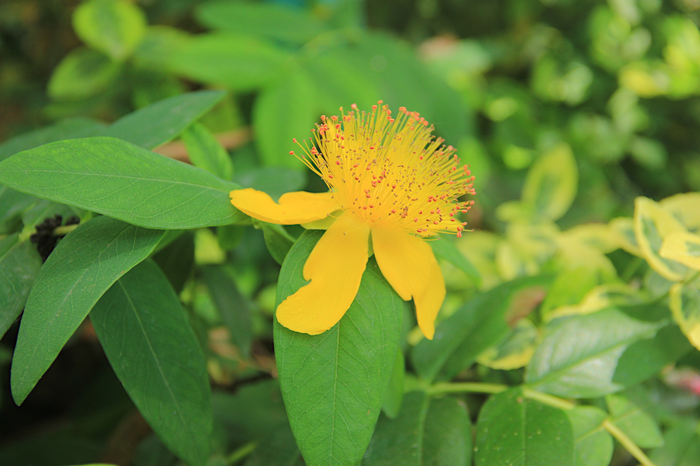 Image of Hypericum calycinum specimen.