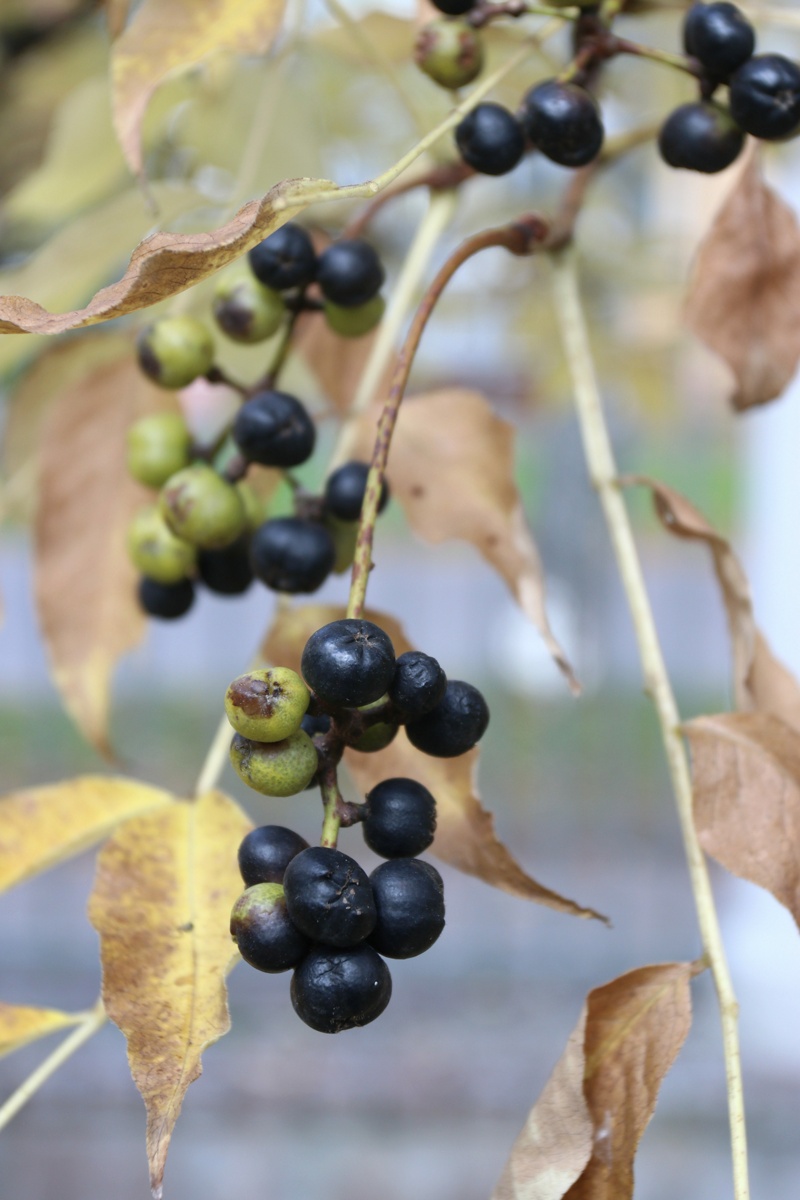 Изображение особи Phellodendron amurense.