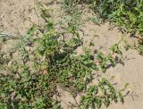 Persicaria maculosa