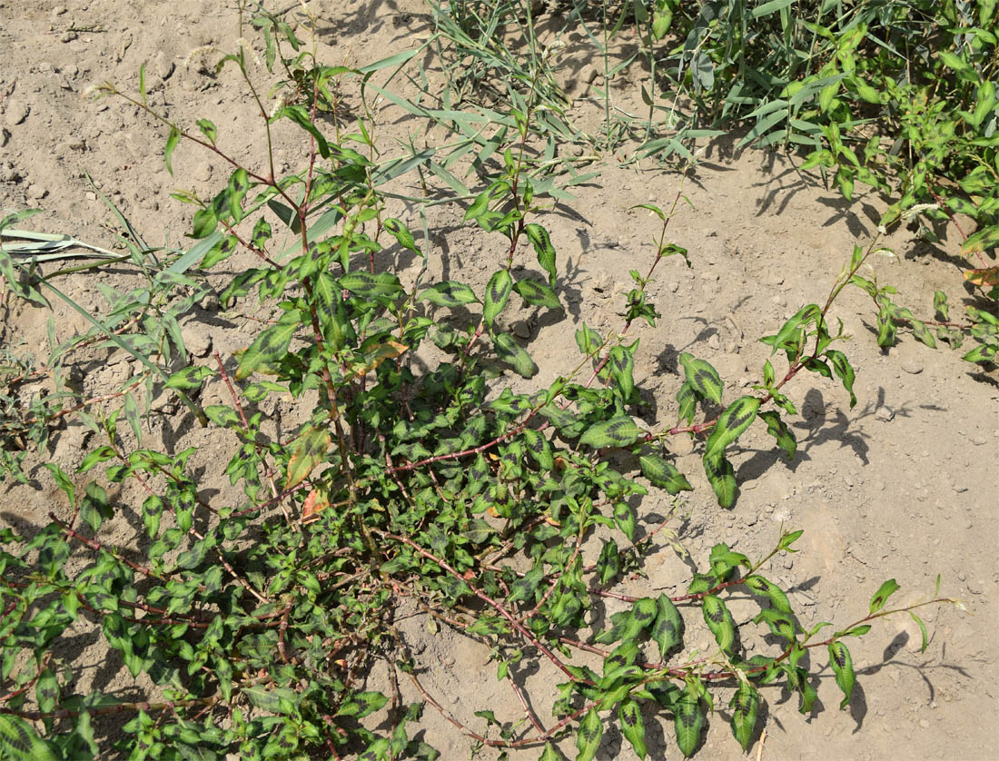 Image of Persicaria maculosa specimen.