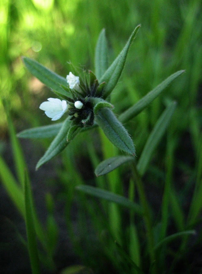 Image of Buglossoides arvensis specimen.