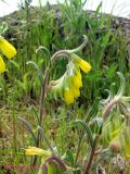 Onosma taurica. Верхняя часть цветущего растения. Крым, окр. Севастополя, Каламита. 11 мая 2011 г.