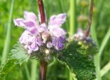 Phlomoides tuberosa. Часть соцветия. Новосибирская обл., Искитимский р-н, пгт Линёво. 9 июня 2011 г.