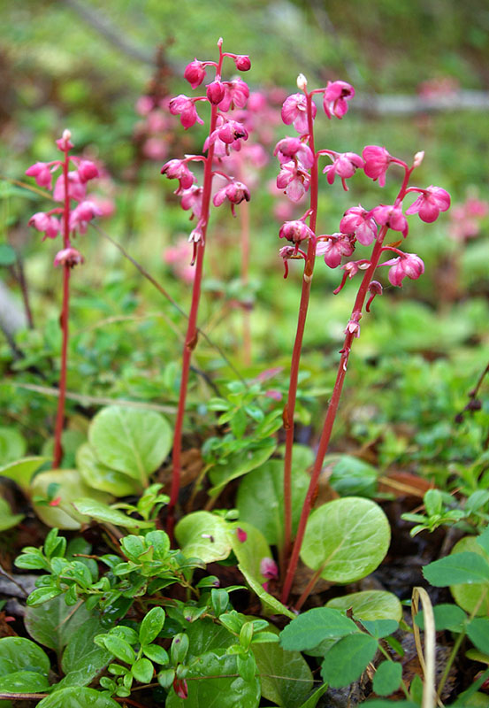 Image of Pyrola incarnata specimen.